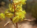 bulbine sp2 2JPG