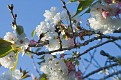 img 8757 1 2cherryblossom