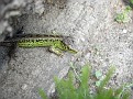 DSC04885.JPG
