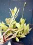 Kleinia implexa
