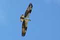 Best Osprey (Pandion haliaetus) Inflight 2