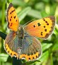Lycaena phlaeas - Ildgullvinge