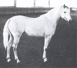 NEAPOL 1972 grey stallion (Aswan x Nalpa, by Pomeranets)