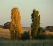 Two poplars - one in autumn colours, the other still in springtime green