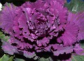 Macro (18)