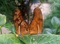Dryas julia