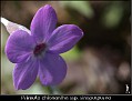 P. chionantha ssp. sinopurpurea