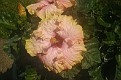 P6308015