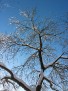 Just trees in winter - 3