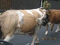 IMG 3685