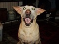 lucy happy