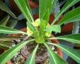 Euphorbia bupleurifolia