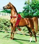 MAGNUM PSYCHE #519029 (Padrons Psyche x A Fancy Miracle, by *Sasaki) 1995 chestnut stallion