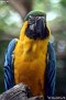 zoo200609300009