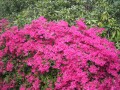 Versailles - Flower 03