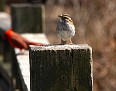 IMG 0021