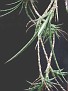 Sansevieria ballyi Kivuko Hills CG038.1