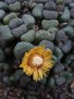 Aloinopsis schooneesii