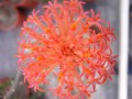 Kleinia pendula flower
