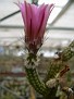 Echinocereus kroenleinii