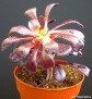 Aeonium arboreum 'Zwartzkop'