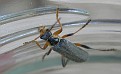 Cantharis nigricans