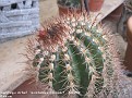 19 Parodia punae