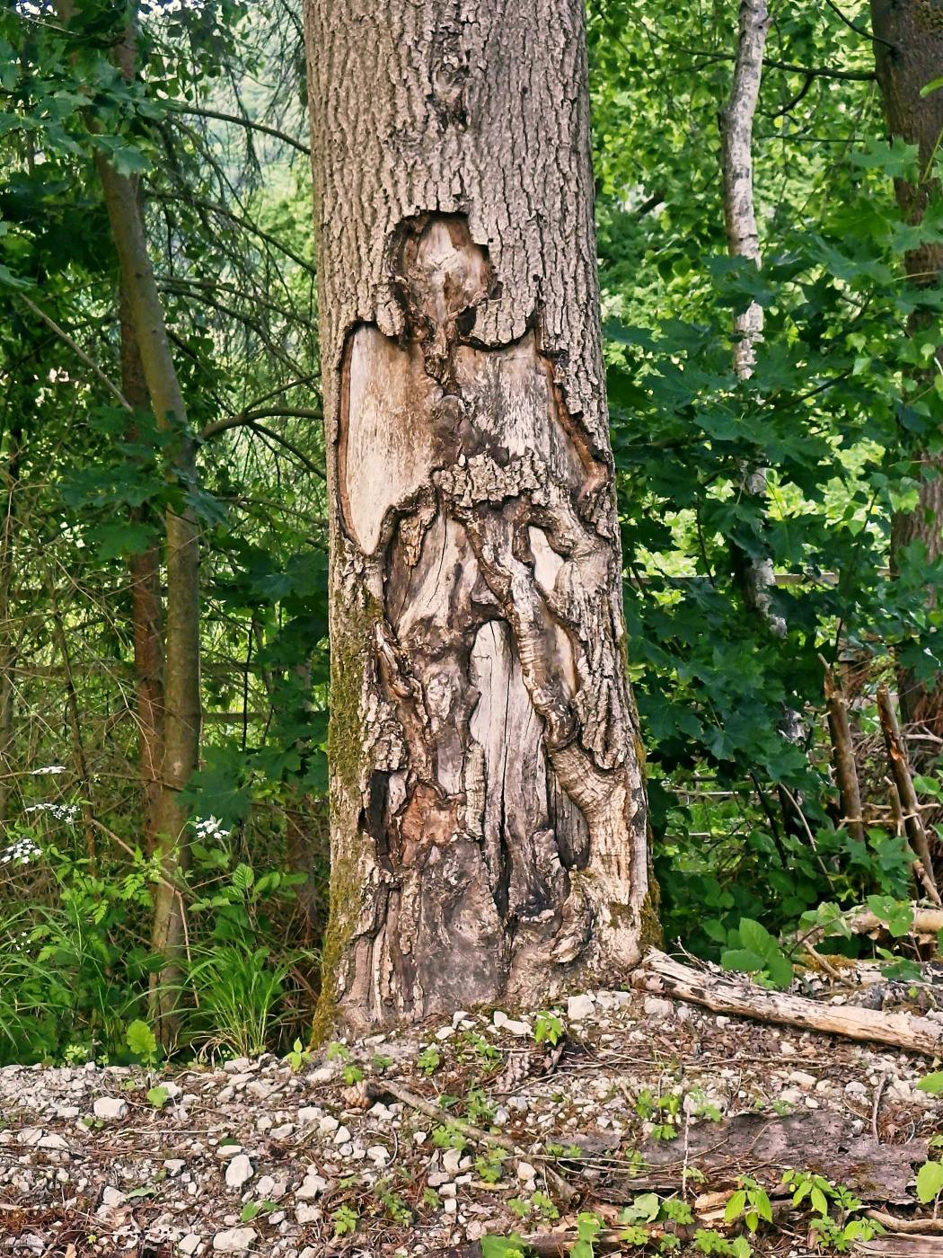 Ein Troll im Baum? :o)