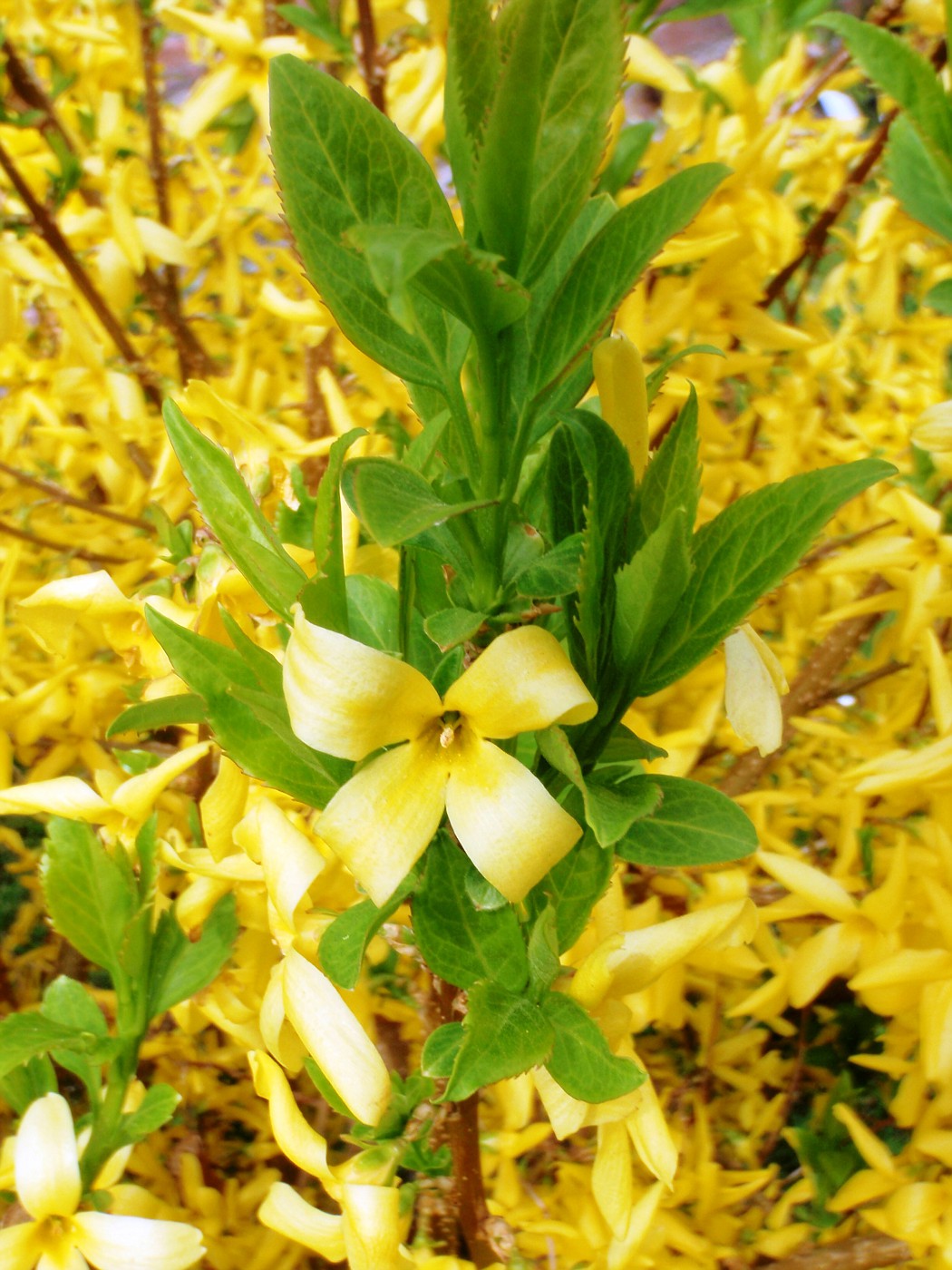 Giallo