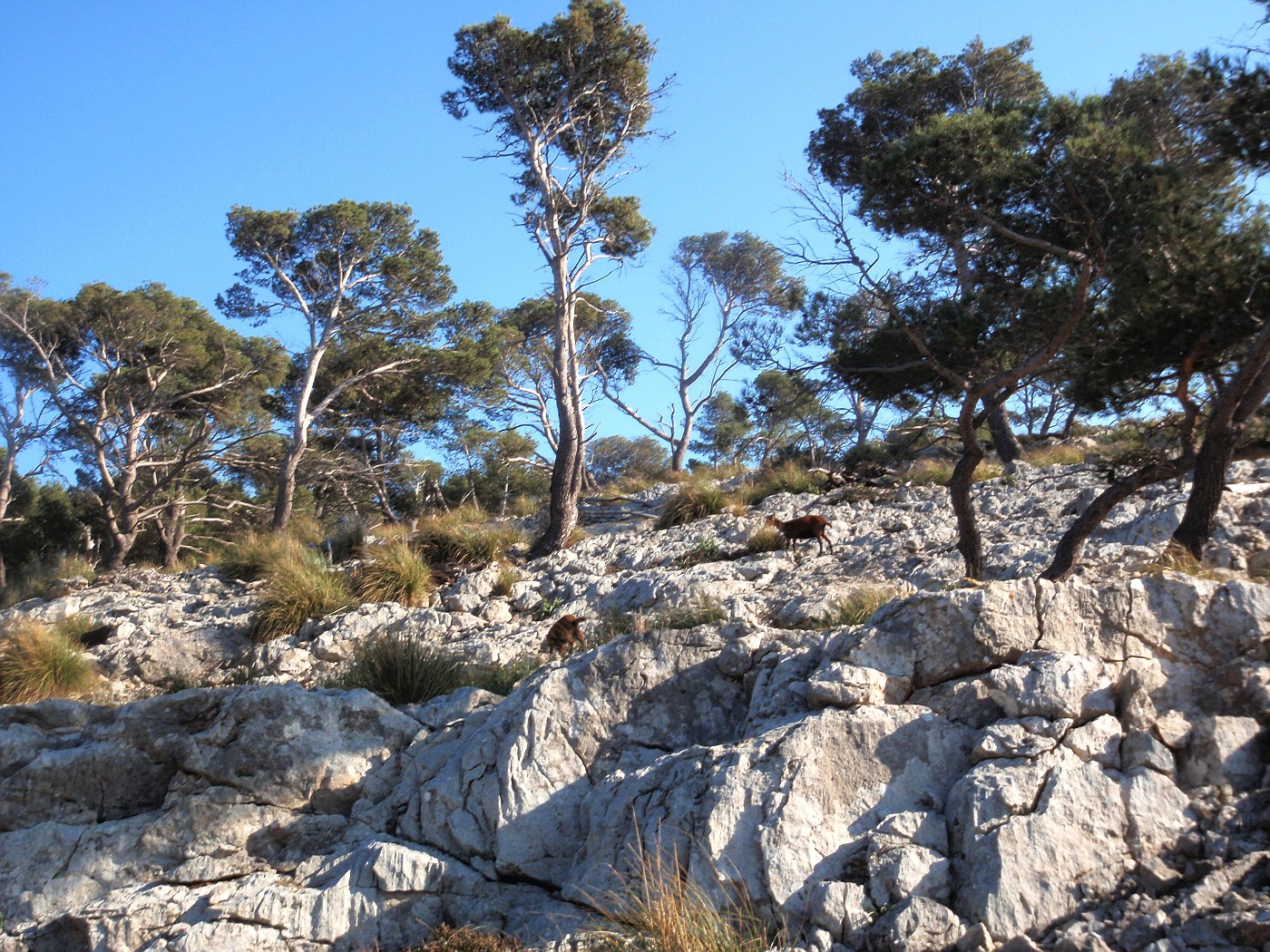 Formentor