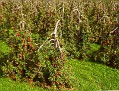 Apple trees