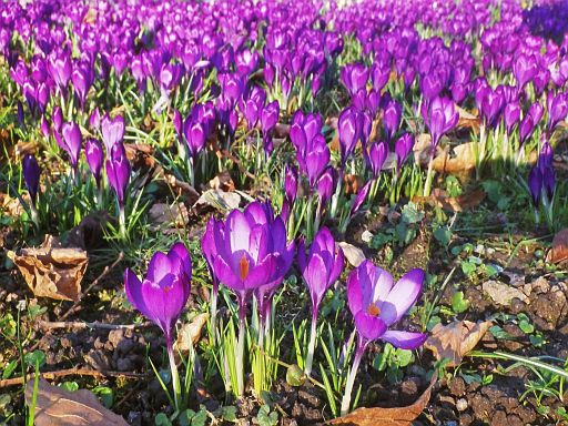 Frühling in Rinteln