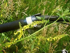 Pause auf der Wiese