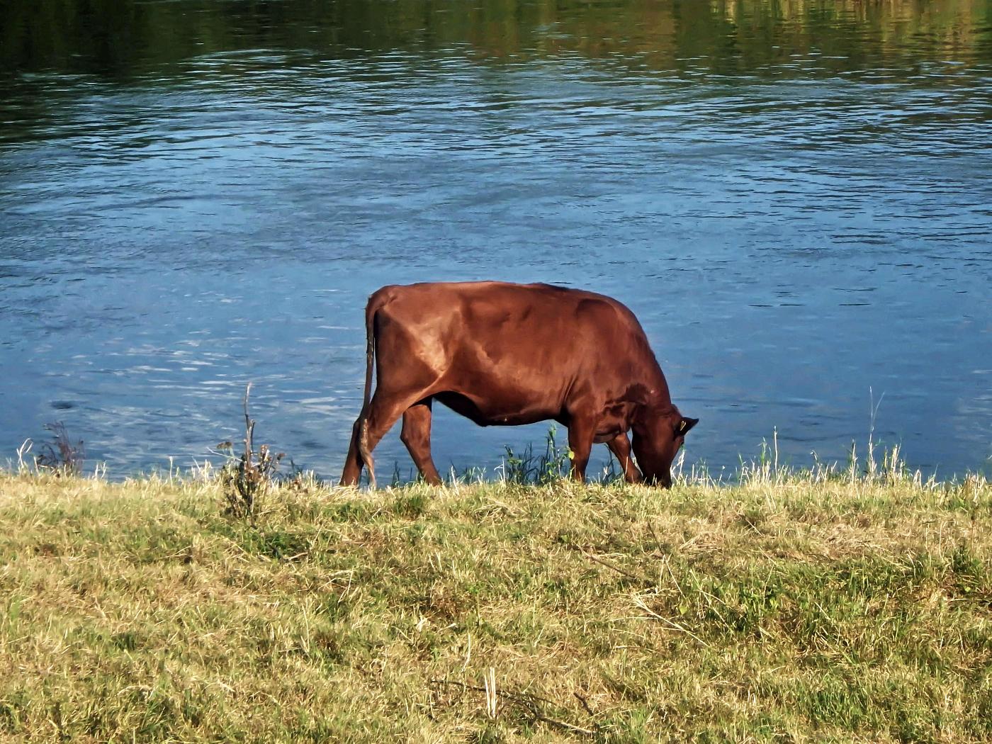 Weser