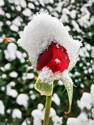 Schneeweisses Rosenrot