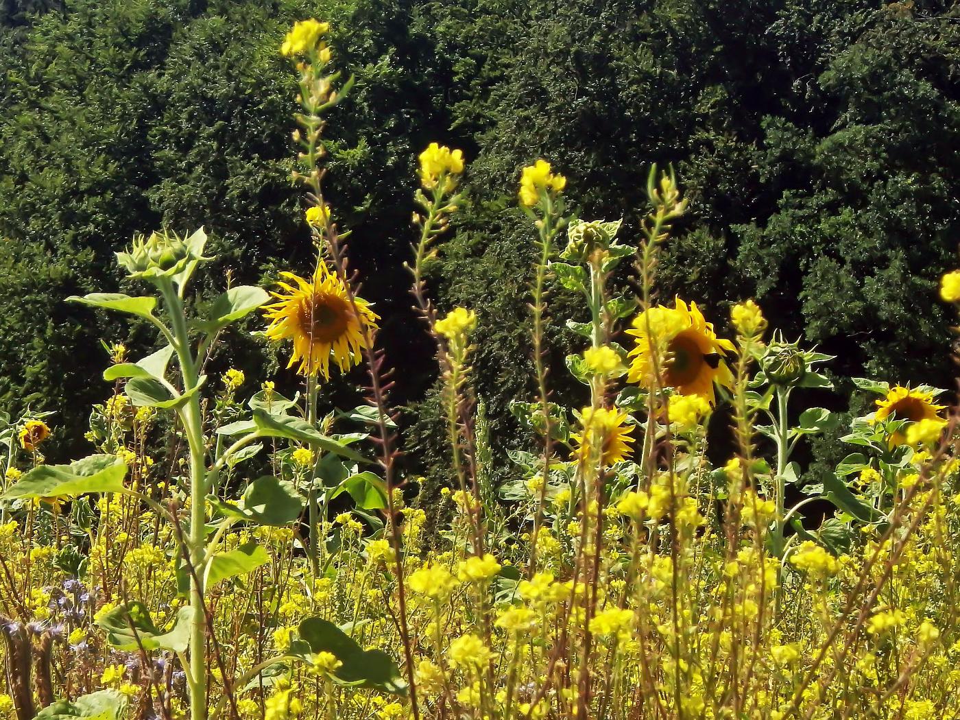 Sonnenschein