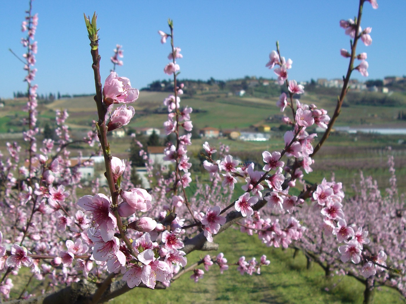 Fiori di pesco (peach blossoms)