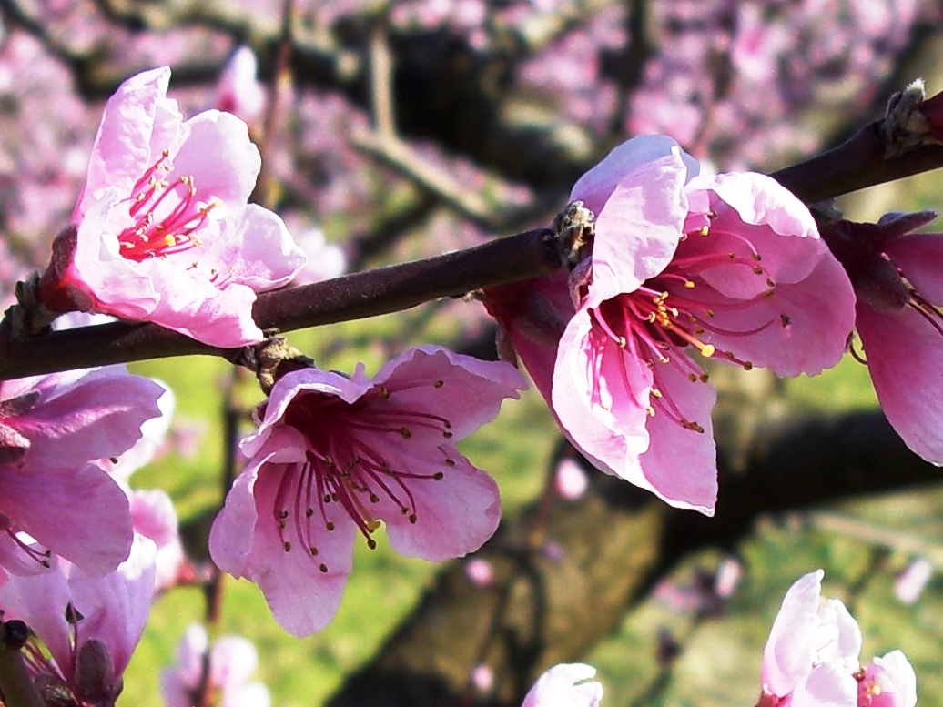 Fiori di pesco (peach blossoms)