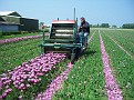 Tulip cutter, Noordwijkerhout