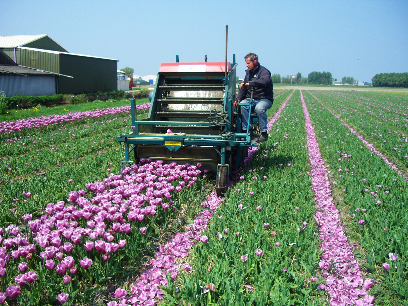 Tulip cutter, Noordwijkerhout