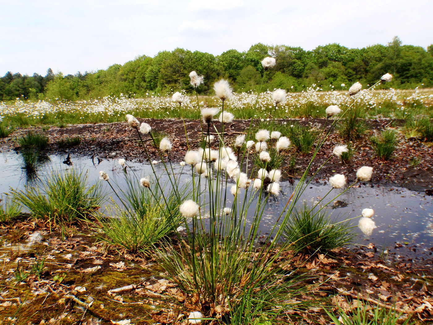 Drents natuurschoon