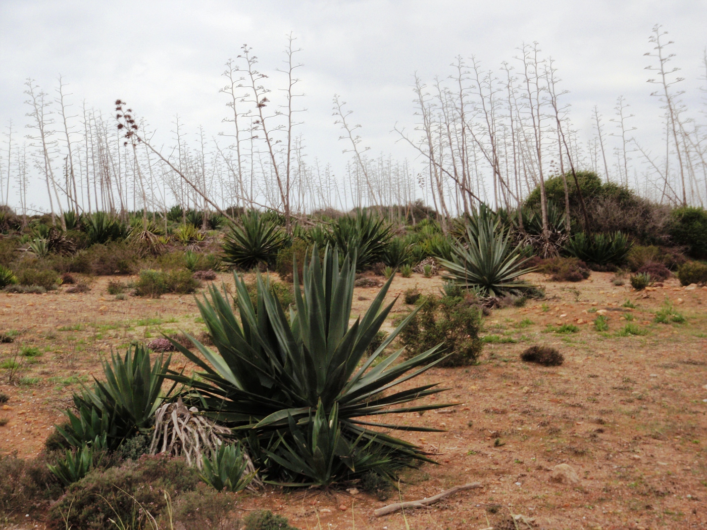 En el camino después de Almeria