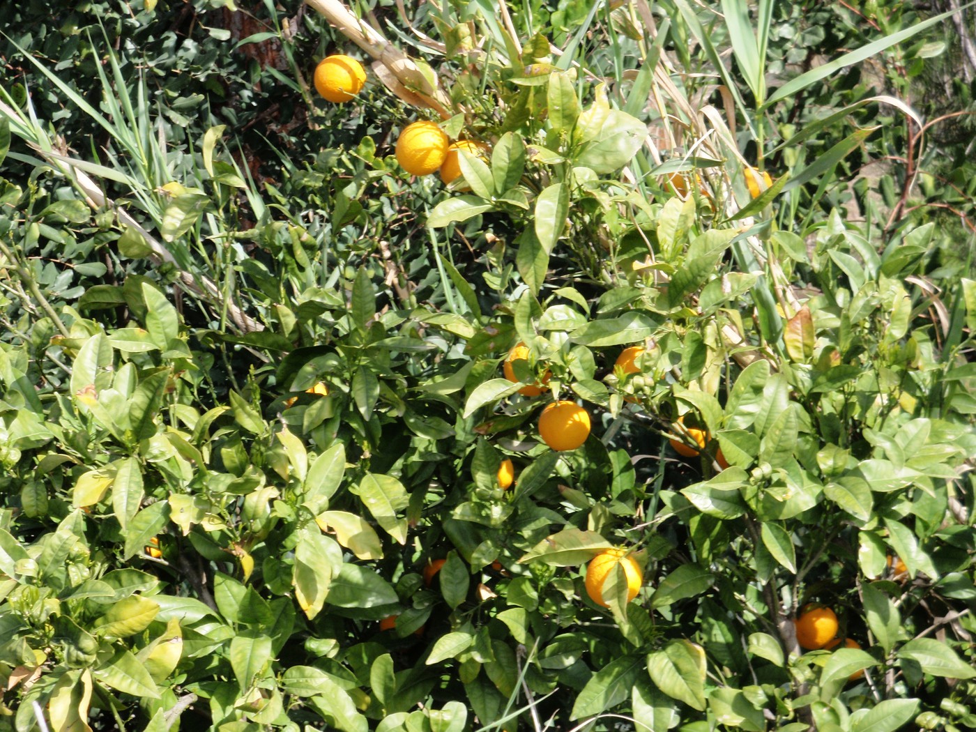 Naranjas en Albánchez