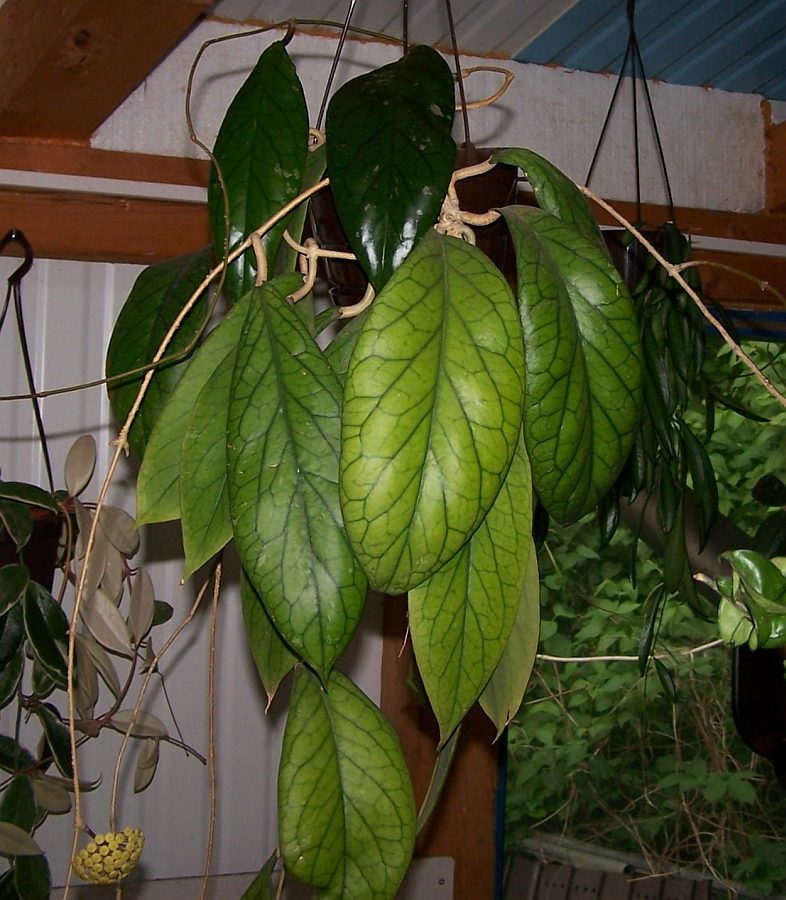 Hoya vitellinoides buy