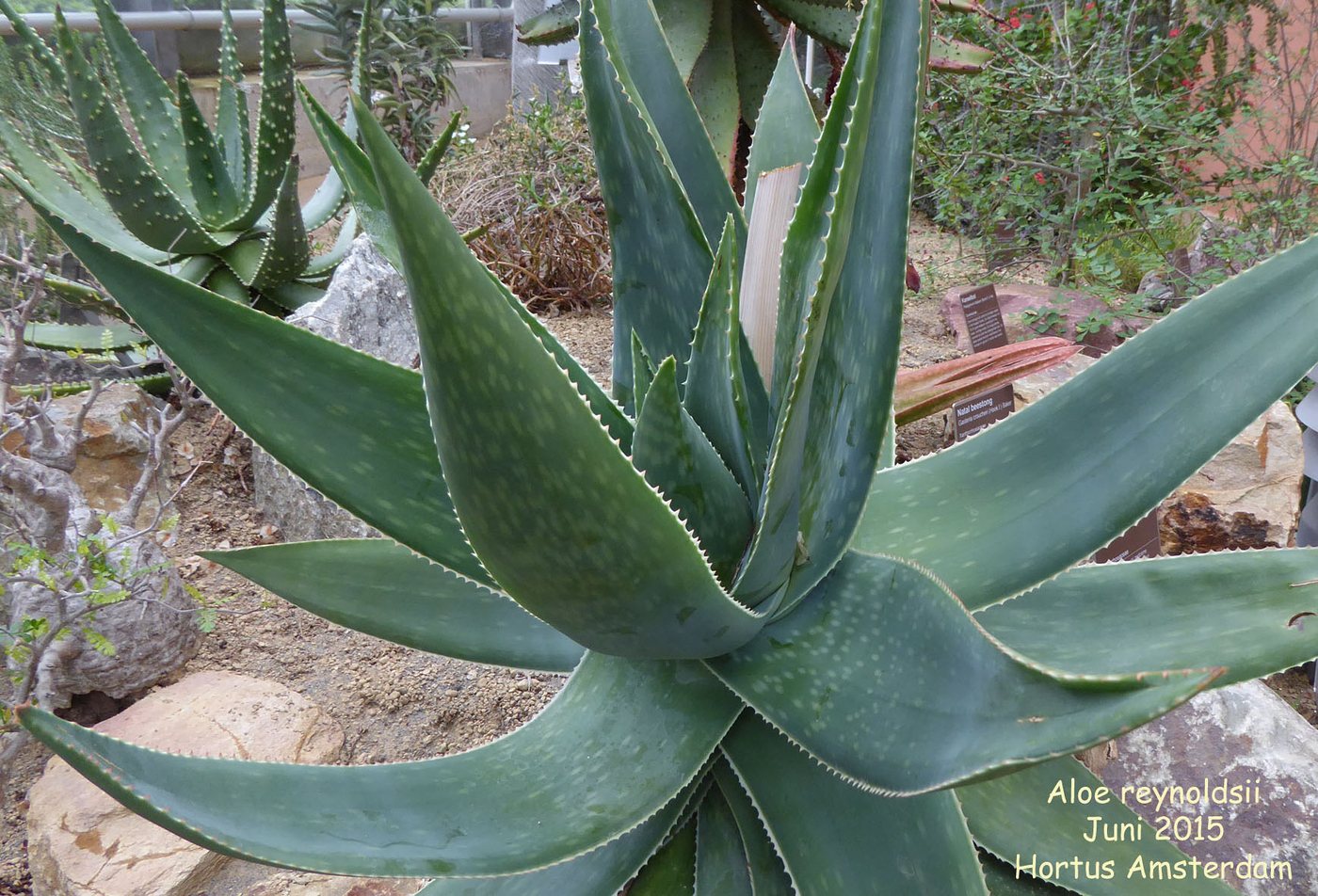 Photo: Aloe reynoldsii | Aloe album | Nora Goosen | Fotki.com, photo and  video sharing made easy.