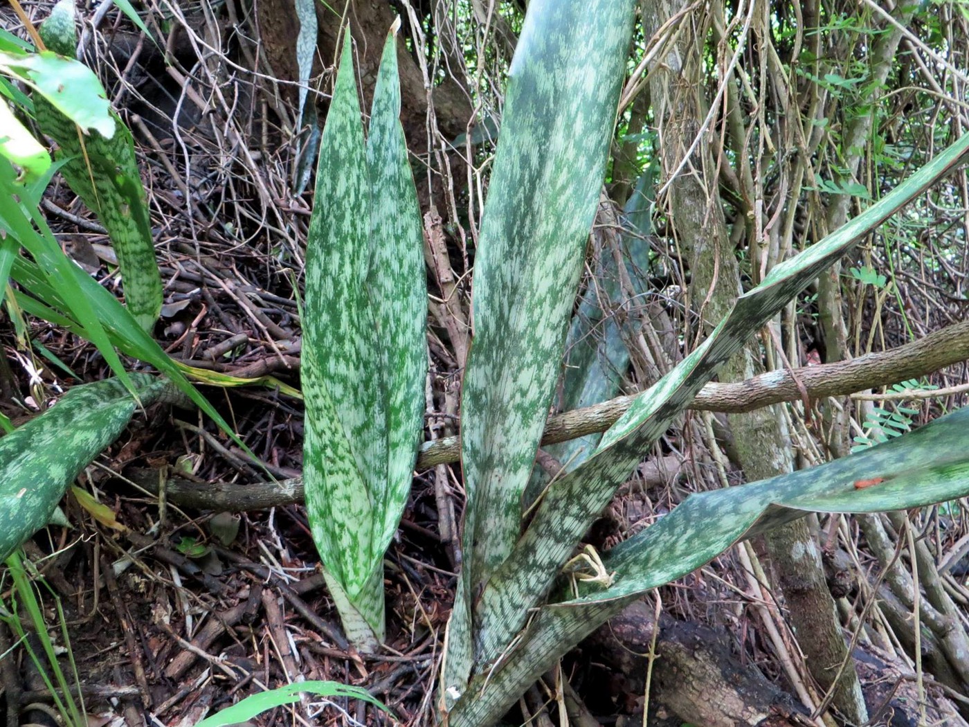 Photo: s Sansevieria sp. Pemba 1 Cabo-Delgado prov. N Photo: s Sansevieria sp. Pemba 1 Cabo-Delgado prov. N