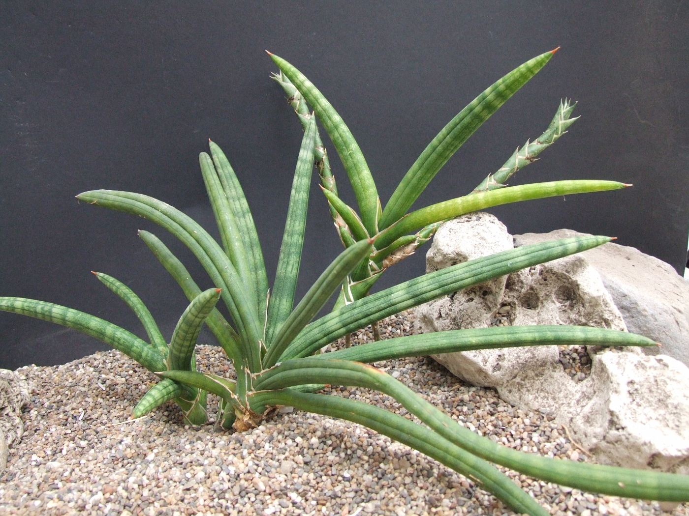 Photo: Sansevieria canaliculata CG054.1 Madagascar | Sansevieria. album |  Cok Grootscholten Succulent World ..
