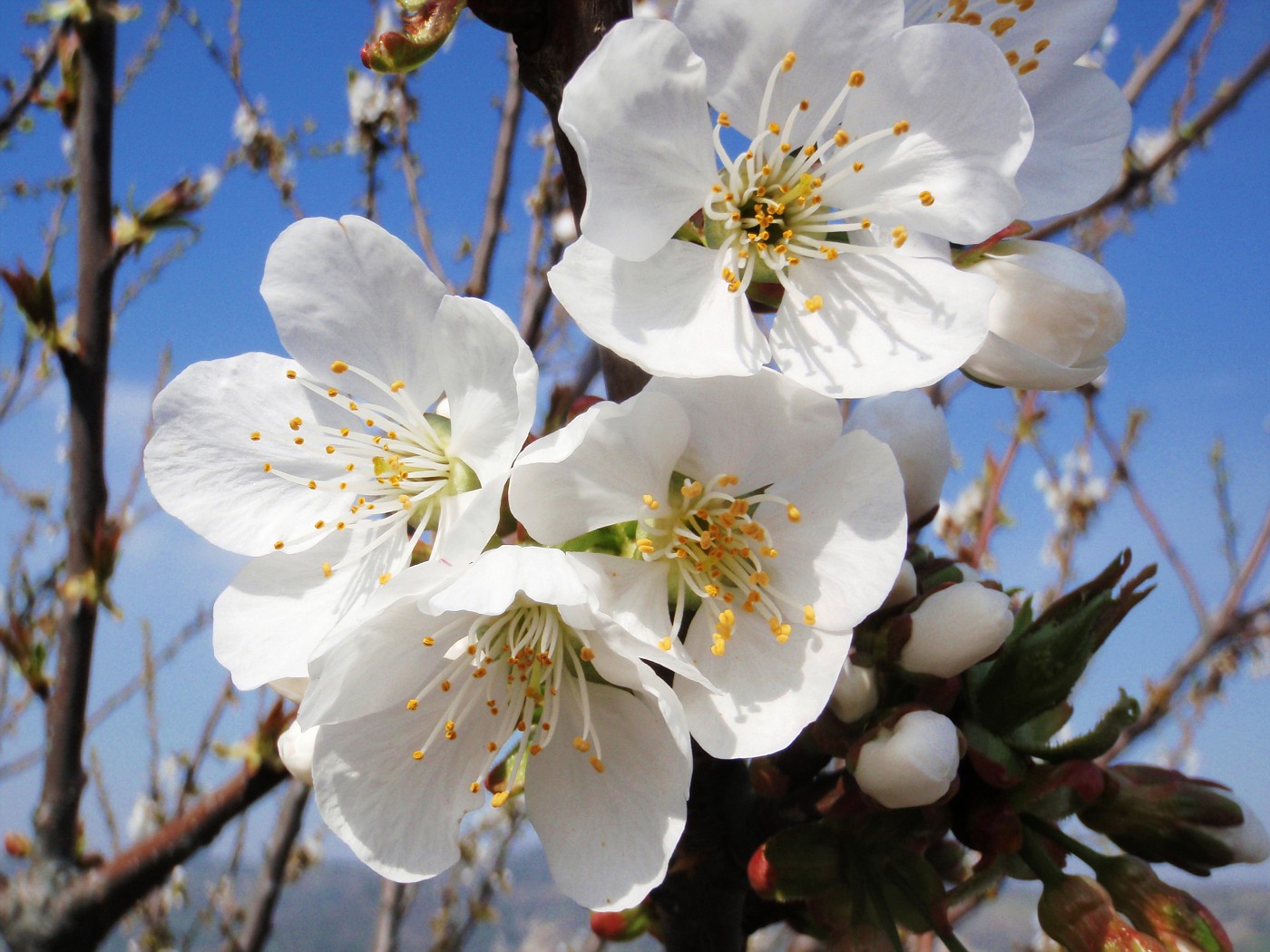 Fiori di ciliegio