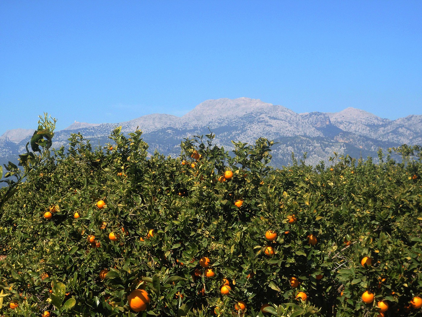 Naranjas