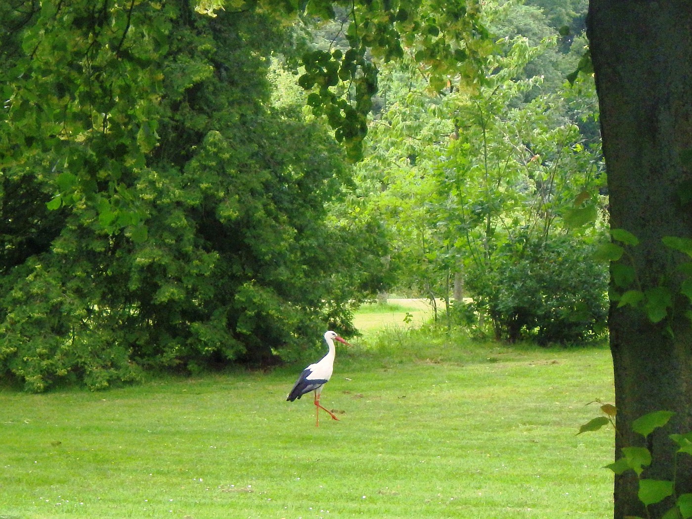 Storch